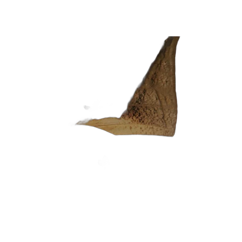 ikiryo anaea archidona